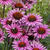 Echinacea purpurea