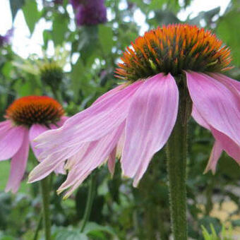 Echinacea purpurea