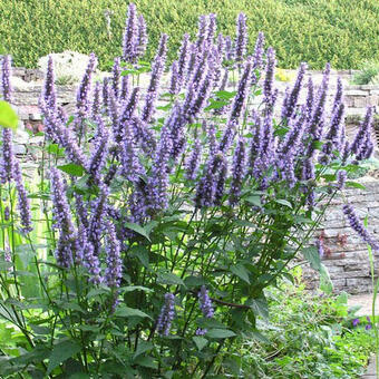 Agastache 'Blackadder'