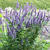 Agastache 'Blackadder'