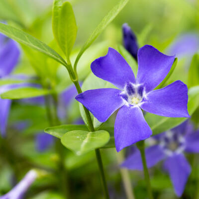 Kleine maagdenpalm - Vinca minor