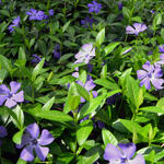 Vinca minor - Kleine maagdenpalm