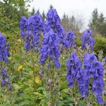 Aconitum carmichaelii 'Arendsii'