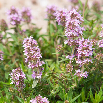 Thymus vulgaris - Echte tijm