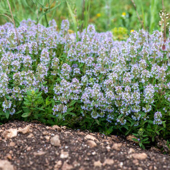 Thymus vulgaris