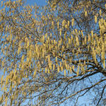 Alnus cordata - Hartbladige els