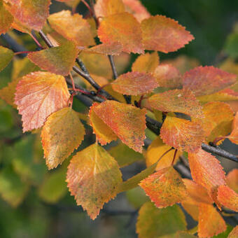 Betula pubescens