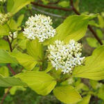 Cornus alba - Witte kornoelje