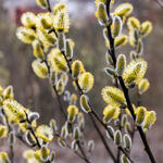 Salix viminalis - Teenwilg, katwilg