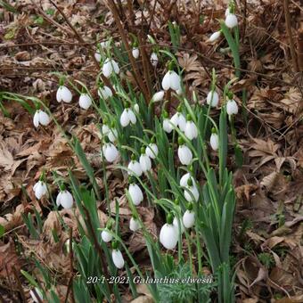 Galanthus elwesii