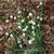 Galanthus elwesii