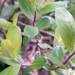 Salix aurita - Geoorde wilg