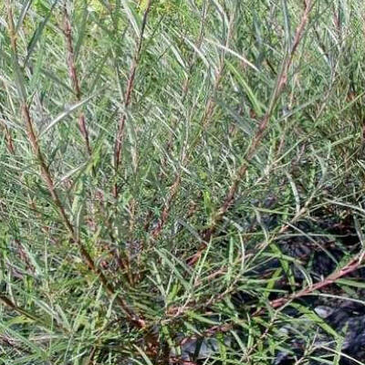 Bittere wilg - Salix purpurea