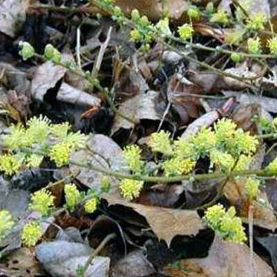 Kruipwilg - Salix repens