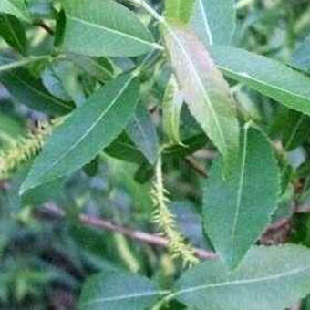 Salix triandra