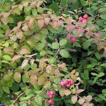 Symphoricarpos  chenaultii