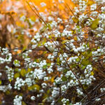 Symphoricarpos albus var. laevigatus - Sneeuwbes, Klapbes