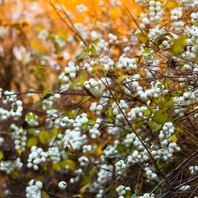 Sneeuwbes, Klapbes - Symphoricarpos albus var. laevigatus