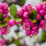 Symphoricarpos orbiculatus - Radijsboompje