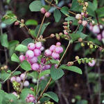 Symphoricarpos x doorenbosii 'Mother Of Pearl' - Sneeuwbes, Klapbes - Symphoricarpos x doorenbosii 'Mother Of Pearl'