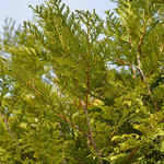 Thuja plicata 'Martin' - Reuzenlevensboom