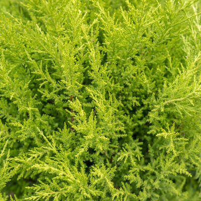 x Cuprocyparis leylandii 'Castlewellan' - Leylandcipres