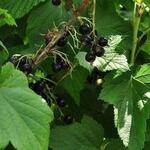 Ribes nigrum 'Titania' - Zwarte bes - Ribes nigrum 'Titania'