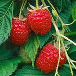 Rubus idaeus 'Meeker' - Framboos, zomerframboos