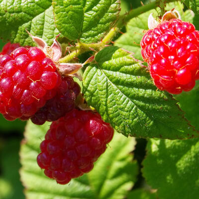 Zomerframboos - Rubus idaeus 'Tulameen'