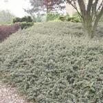 Cotoneaster  x suecicus 'Skogholm' - Dwergmispel