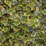 Hedera helix 'Tricolor' - Klimop