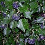 Hedera hibernica - Ierse klimop