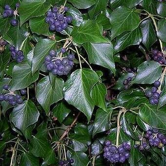 Hedera hibernica