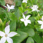 Vinca difformis - Maagdenpalm