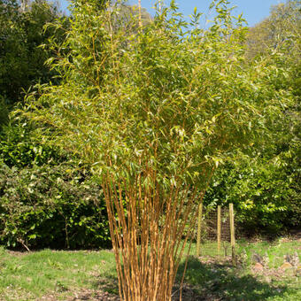 Phyllostachys aurea