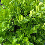 Buxus sempervirens 'Suffruticosa' - Franse buxus, Dwergbuxus