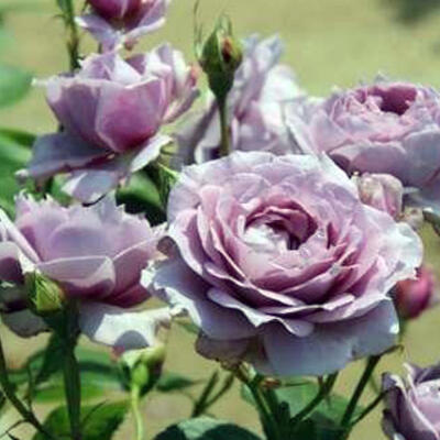 Roos - Rosa 'Poseidon'