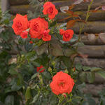 Rosa - climbing (oranje) - Klimroos (oranje) - Rosa - climbing (oranje)