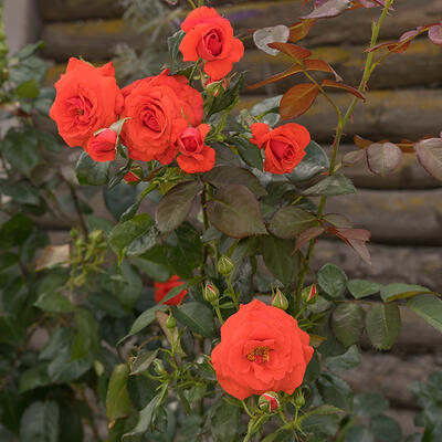 Klimroos (oranje) - Rosa - climbing (oranje)