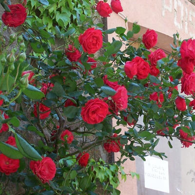 Klimroos (rood) - Rosa - climbing (rood)