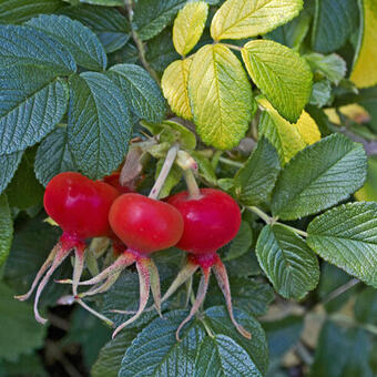 Rosa rugosa