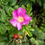 Rosa rugosa