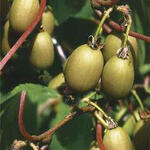 Actinidia arguta 'Bayern' - Kiwibes / Bayern kiwi - Actinidia arguta 'Bayern'