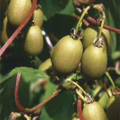 Kiwibes / Bayern kiwi - Actinidia arguta 'Bayern'