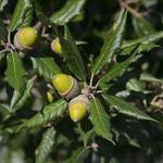 Quercus ilex - Steeneik