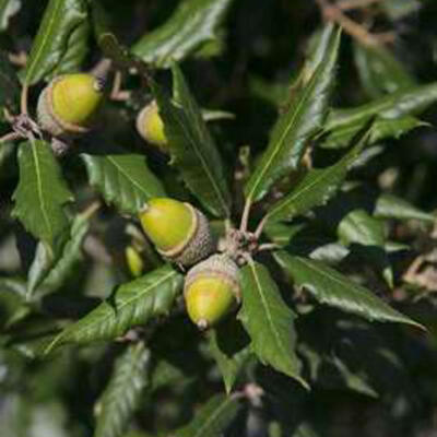 Quercus ilex - Steeneik