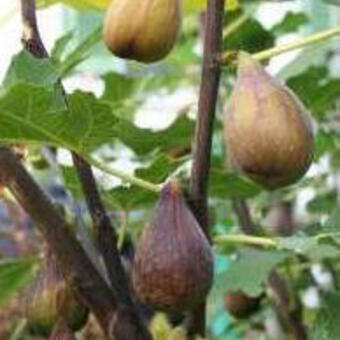 Ficus carica 'Gustissimo Perretta'