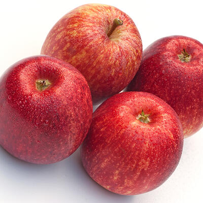 Appel - Malus domestica 'Gala'