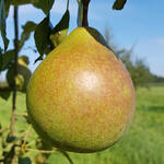 Pyrus communis 'Saint Remy' - Pereboom