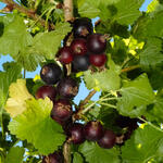 Ribes 'Josta' - Jostabes